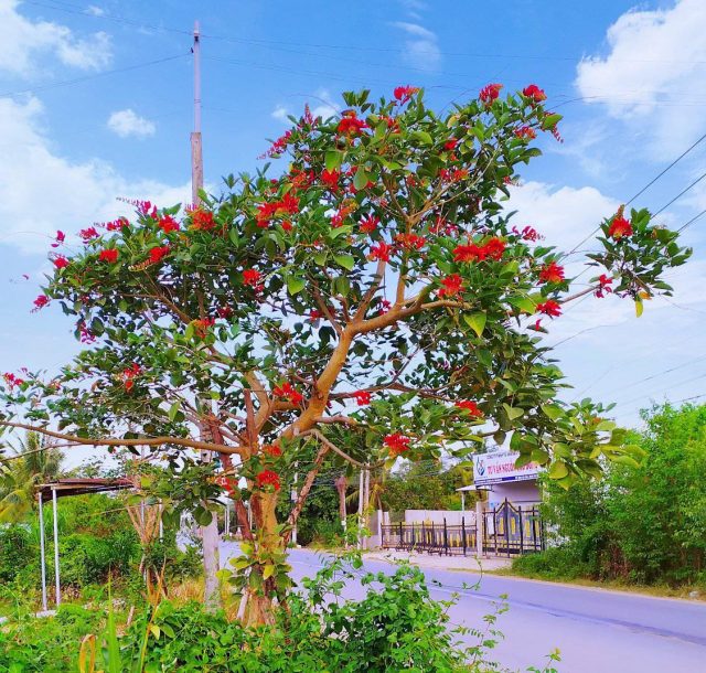 Cảnh Quan Xanh Việt Nam