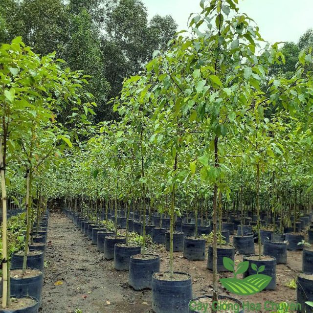 Cảnh Quan Xanh Việt Nam