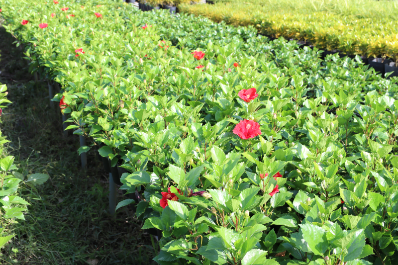 Cảnh Quan Xanh Việt Nam