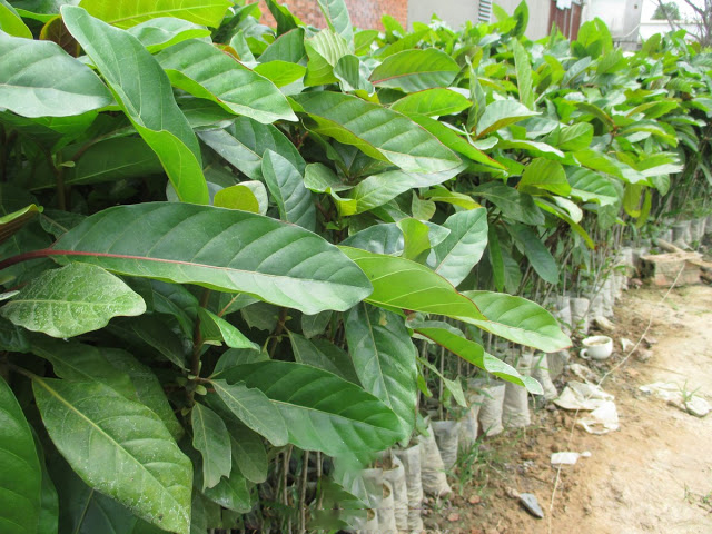 Cảnh Quan Xanh Việt Nam
