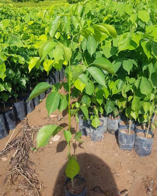 Cảnh Quan Xanh Việt Nam