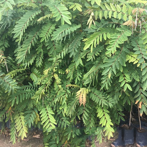 Cảnh Quan Xanh Việt Nam