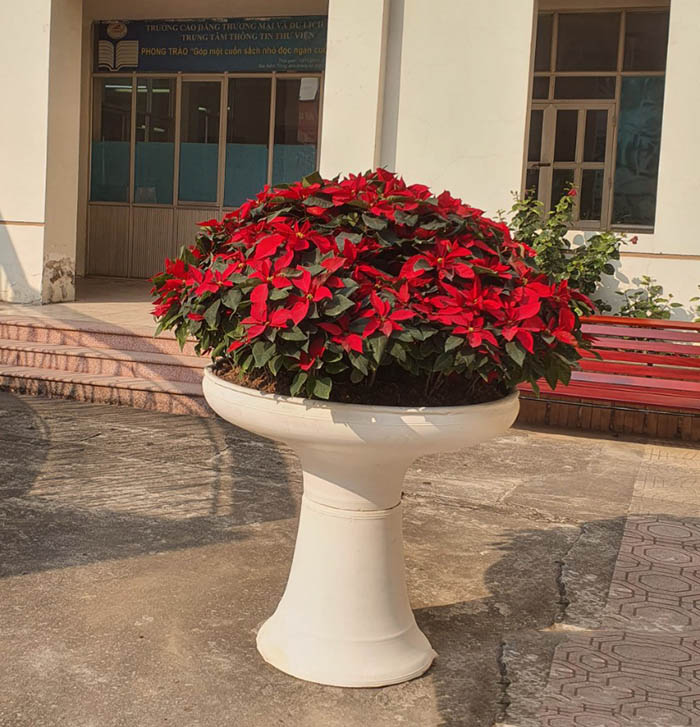Cảnh Quan Xanh Việt Nam