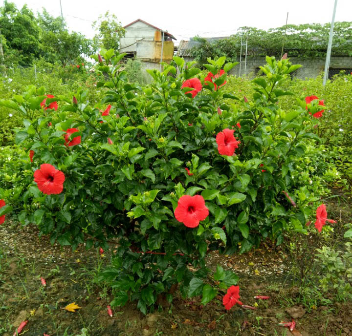 Cảnh Quan Xanh Việt Nam