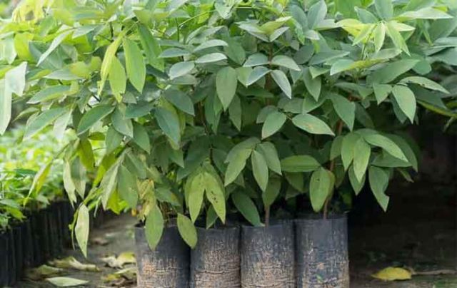 Cảnh Quan Xanh Việt Nam