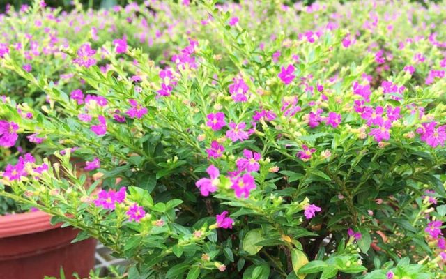 Cảnh Quan Xanh Việt Nam