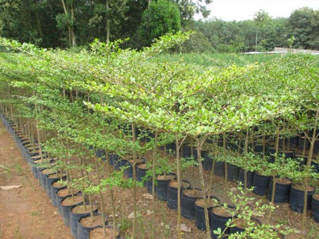 Cảnh Quan Xanh Việt Nam