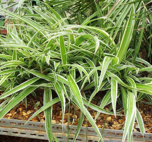Cảnh Quan Xanh Việt Nam