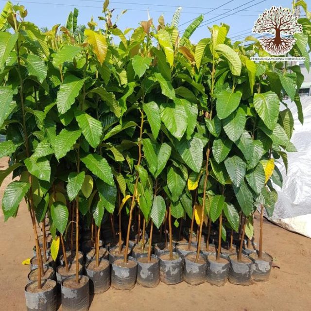 Cảnh Quan Xanh Việt Nam