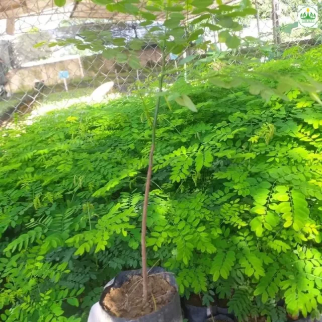 Cảnh Quan Xanh Việt Nam