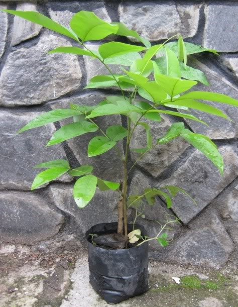 Cảnh Quan Xanh Việt Nam