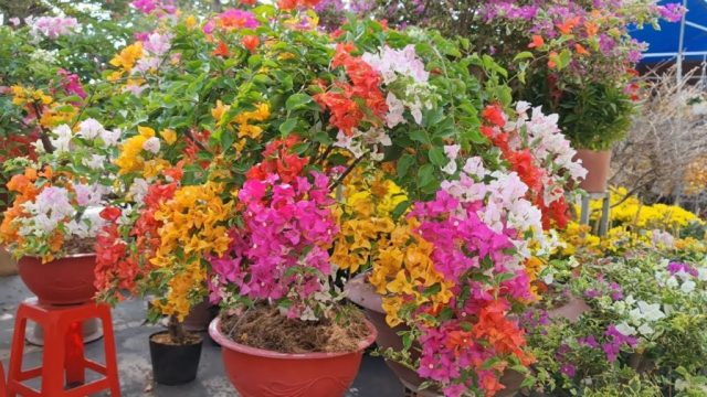 Cảnh Quan Xanh Việt Nam