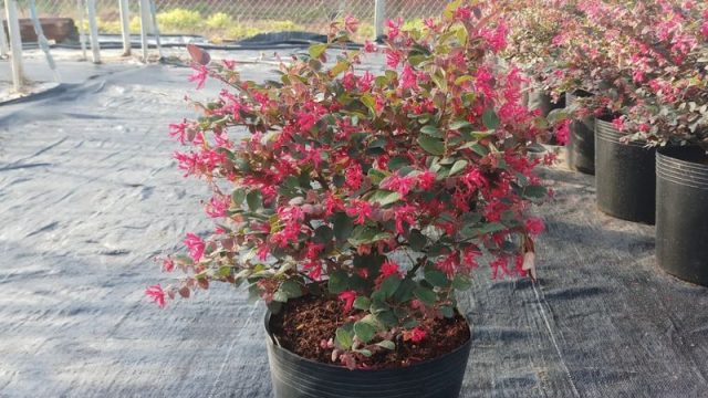 Cảnh Quan Xanh Việt Nam