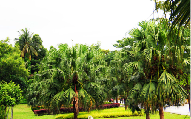 Cảnh Quan Xanh Việt Nam