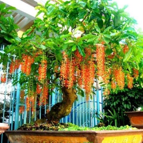 Cảnh Quan Xanh Việt Nam