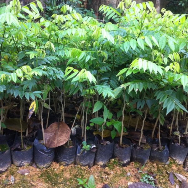 Cảnh Quan Xanh Việt Nam