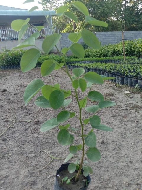 Cảnh Quan Xanh Việt Nam