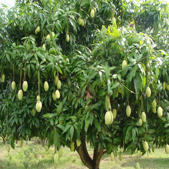 Cảnh Quan Xanh Việt Nam