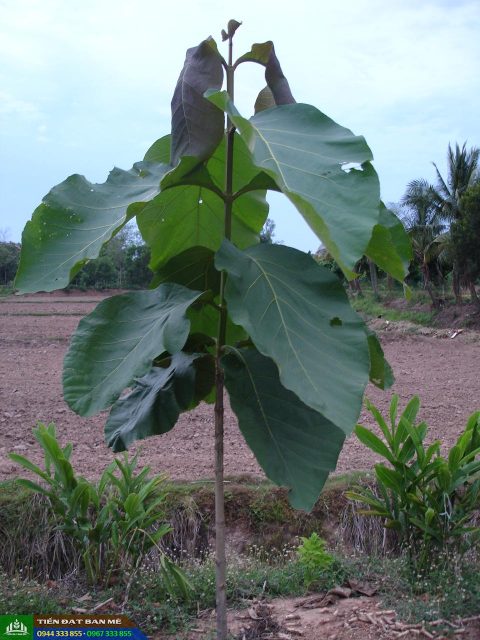 Cảnh Quan Xanh Việt Nam