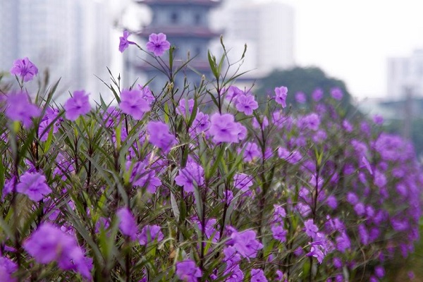 Cảnh Quan Xanh Việt Nam