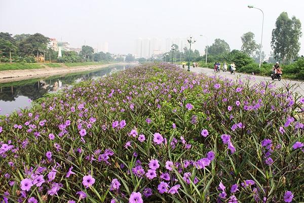 Cảnh Quan Xanh Việt Nam