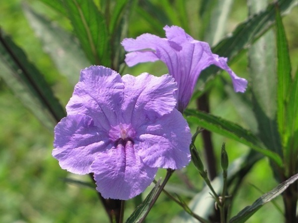 Cảnh Quan Xanh Việt Nam