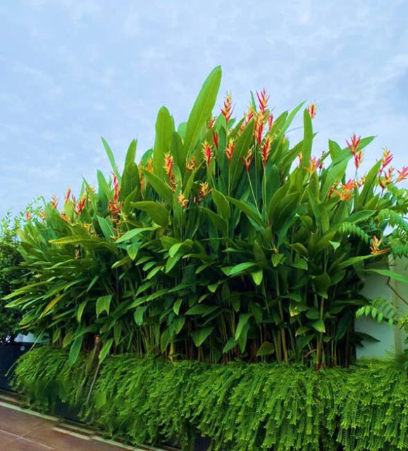 Cảnh Quan Xanh Việt Nam