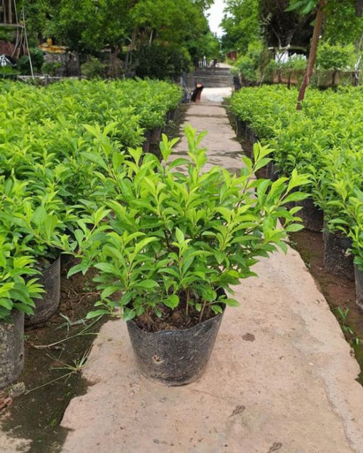 Cảnh Quan Xanh Việt Nam