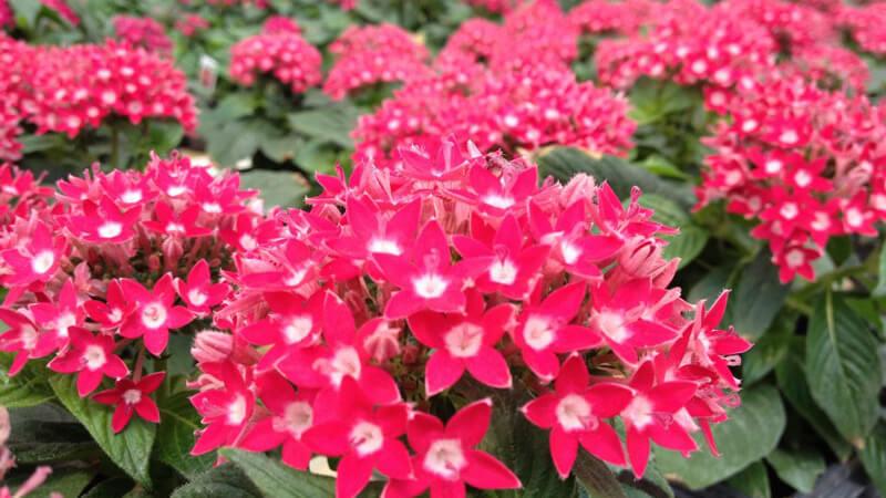 Cảnh Quan Xanh Việt Nam