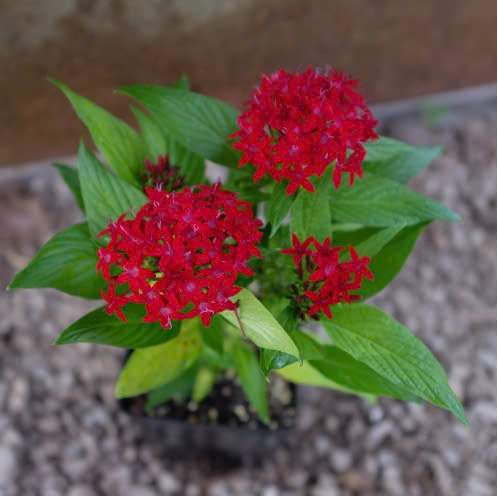 Cảnh Quan Xanh Việt Nam