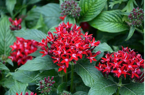 Cảnh Quan Xanh Việt Nam