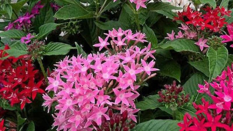 Cảnh Quan Xanh Việt Nam