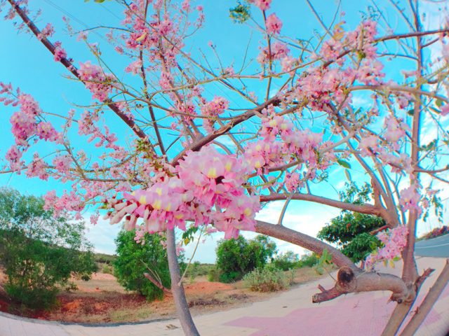 Cảnh Quan Xanh Việt Nam