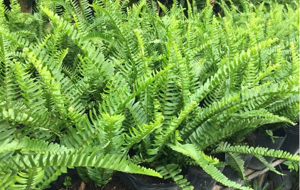 Cảnh Quan Xanh Việt Nam