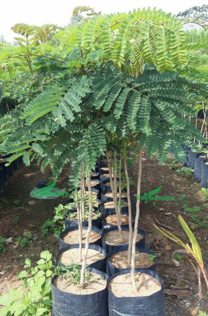 Cảnh Quan Xanh Việt Nam