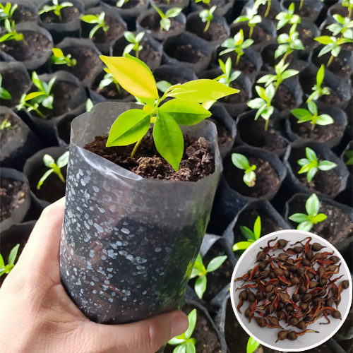 Cảnh Quan Xanh Việt Nam