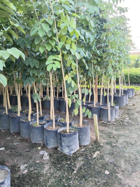 Cảnh Quan Xanh Việt Nam