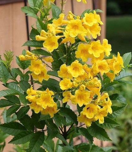 Cảnh Quan Xanh Việt Nam