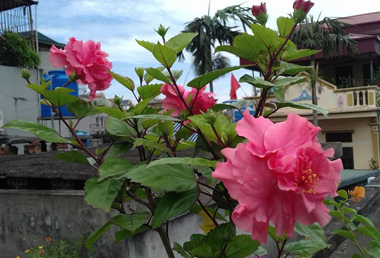 Cảnh Quan Xanh Việt Nam