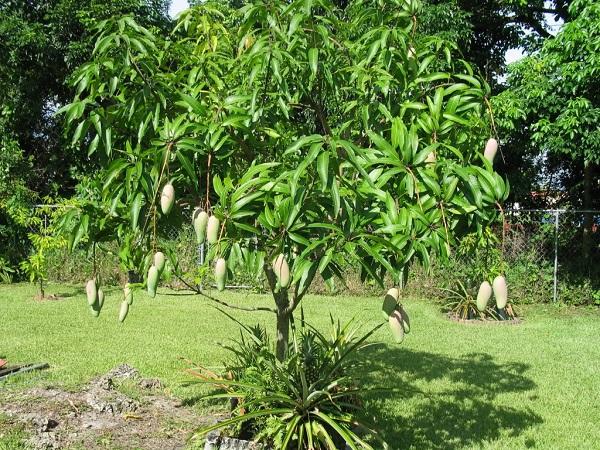 Cảnh Quan Xanh Việt Nam