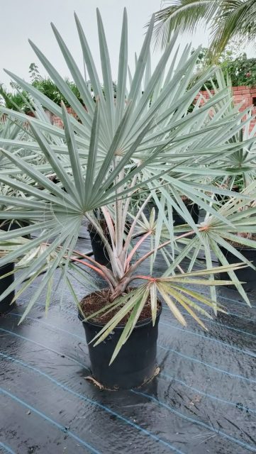 Cảnh Quan Xanh Việt Nam