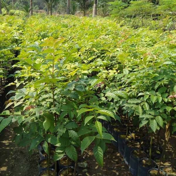 Cảnh Quan Xanh Việt Nam