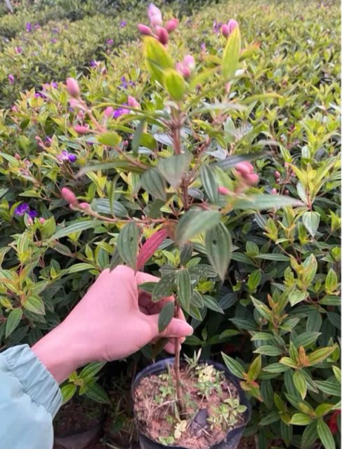 Cảnh Quan Xanh Việt Nam