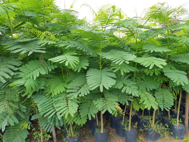 Cảnh Quan Xanh Việt Nam