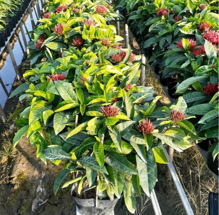 Cảnh Quan Xanh Việt Nam