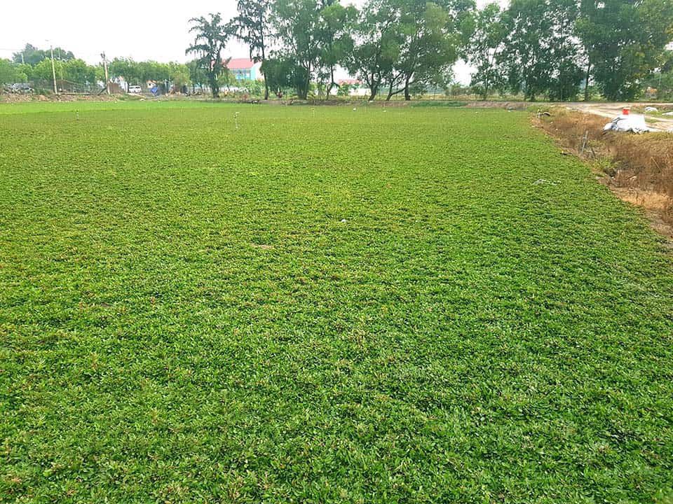 Cảnh Quan Xanh Việt Nam