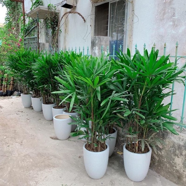 Cảnh Quan Xanh Việt Nam