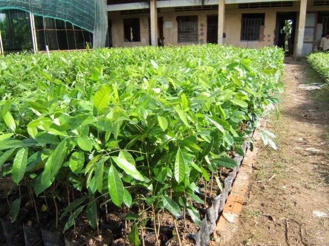 Cảnh Quan Xanh Việt Nam