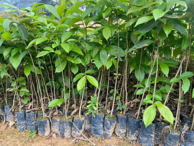 Cảnh Quan Xanh Việt Nam