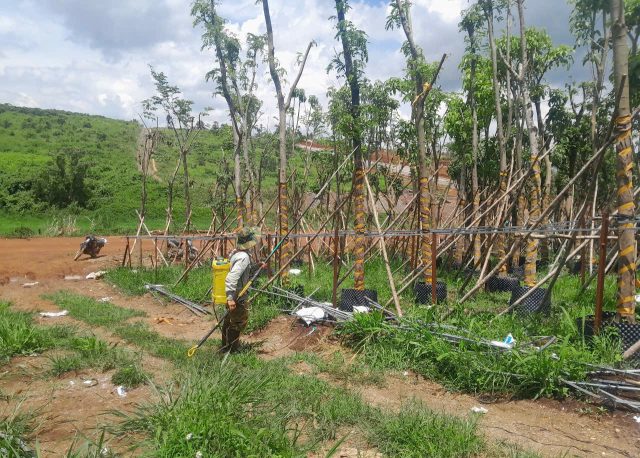 Cảnh Quan Xanh Việt Nam